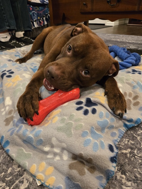 View Johnny Polo the Dog Photo #9