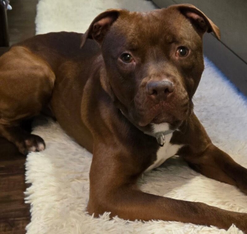 View Johnny Polo the Dog Photo #8