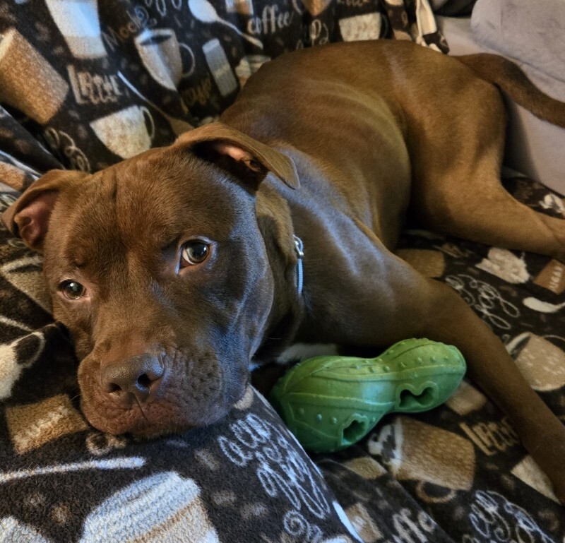 View Johnny Polo the Dog Photo #17