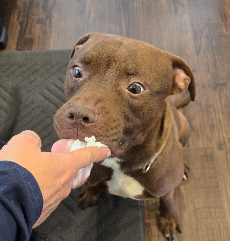 View Johnny Polo the Dog Photo #16