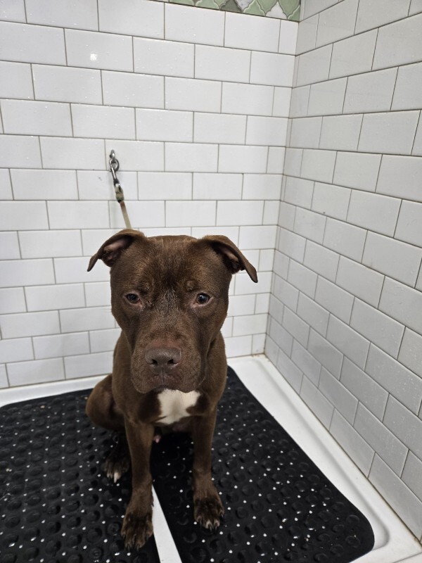 View Johnny Polo the Dog Photo #13