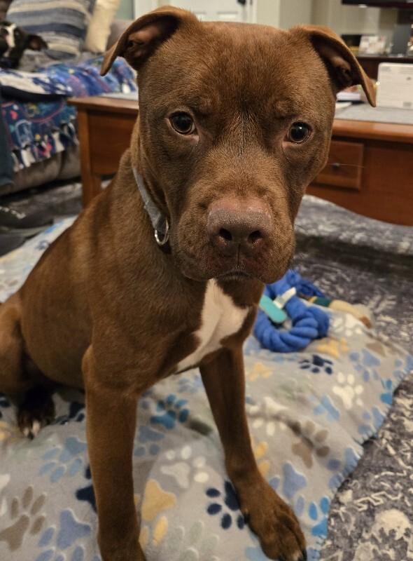 View Johnny Polo the Dog Photo #12