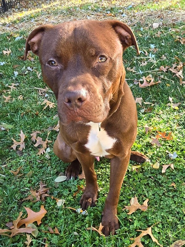 View Johnny Polo the Dog Photo #18