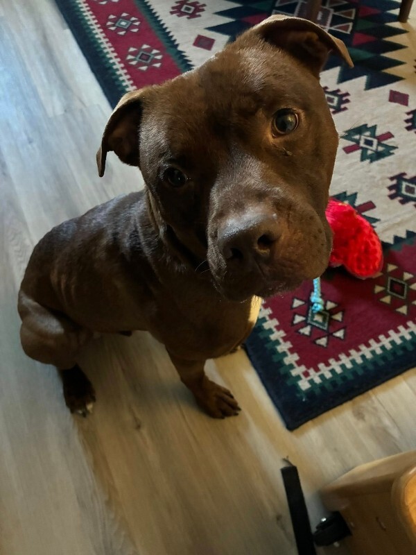 View Johnny Polo the Dog Photo #6