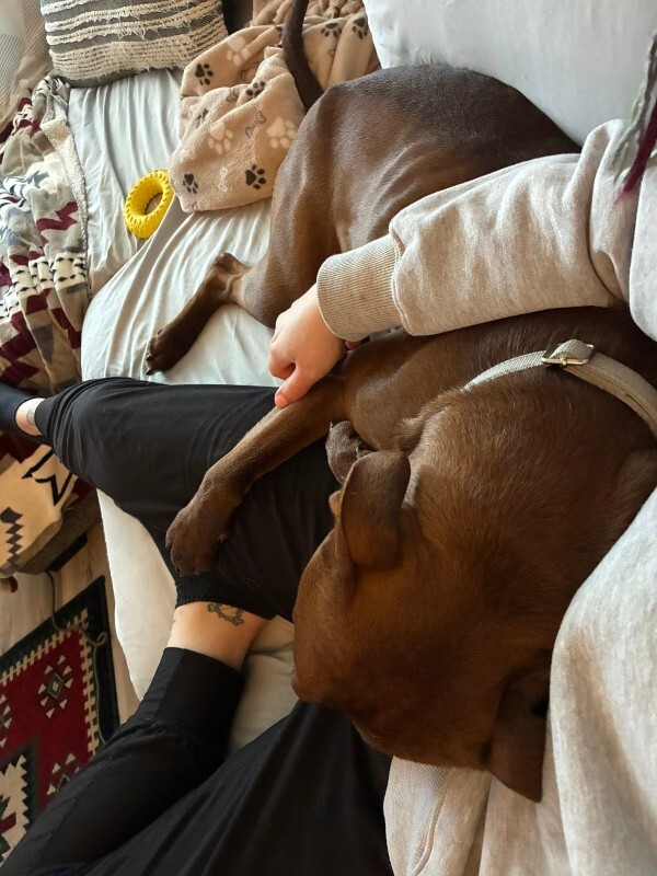 View Johnny Polo the Dog Photo #4