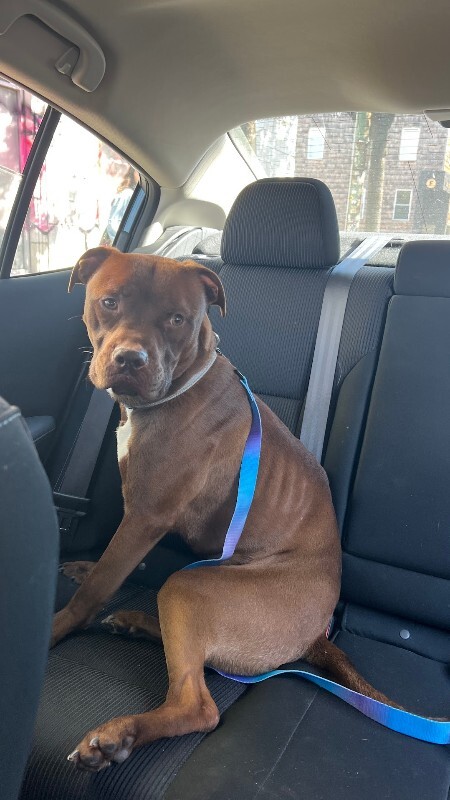 View Johnny Polo the Dog Photo #5