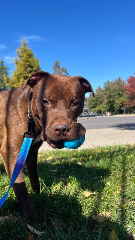 View Johnny Polo the Dog Photo #10