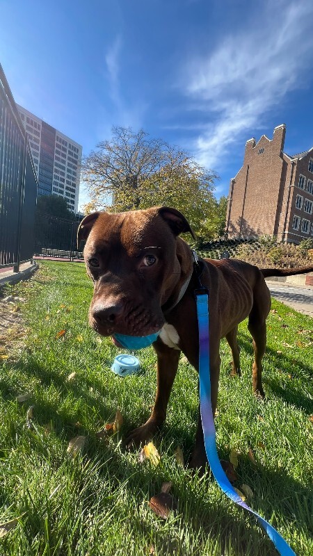 View Johnny Polo the Dog Photo #15