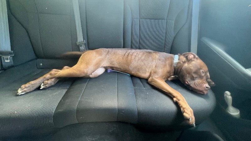 View Johnny Polo the Dog Photo #7