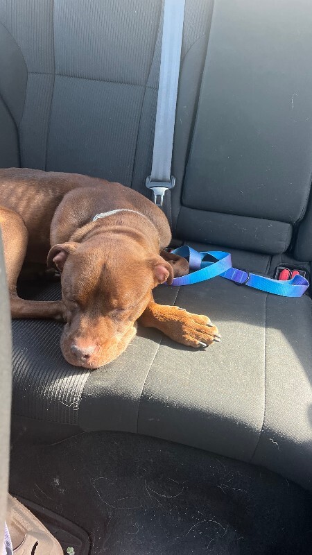 View Johnny Polo the Dog Photo #14