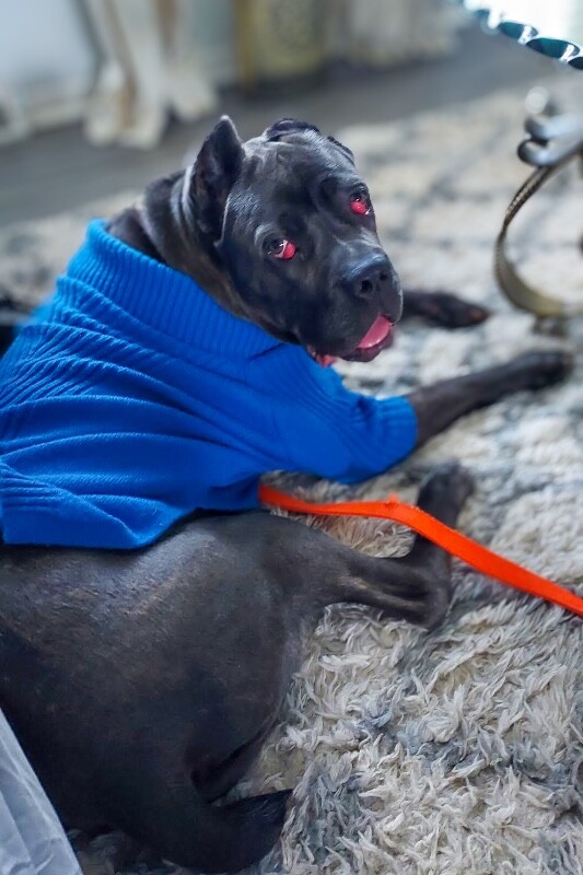 View Dobbins the Dog Photo #15