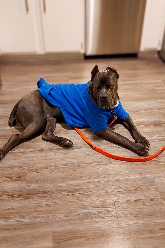 View Dobbins the Dog Photo #14