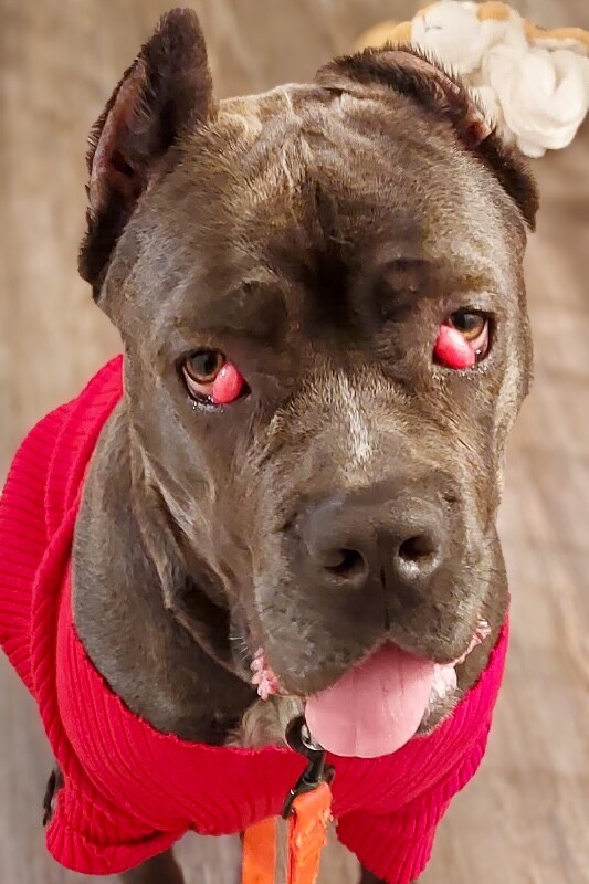 View Dobbins the Dog Photo #16