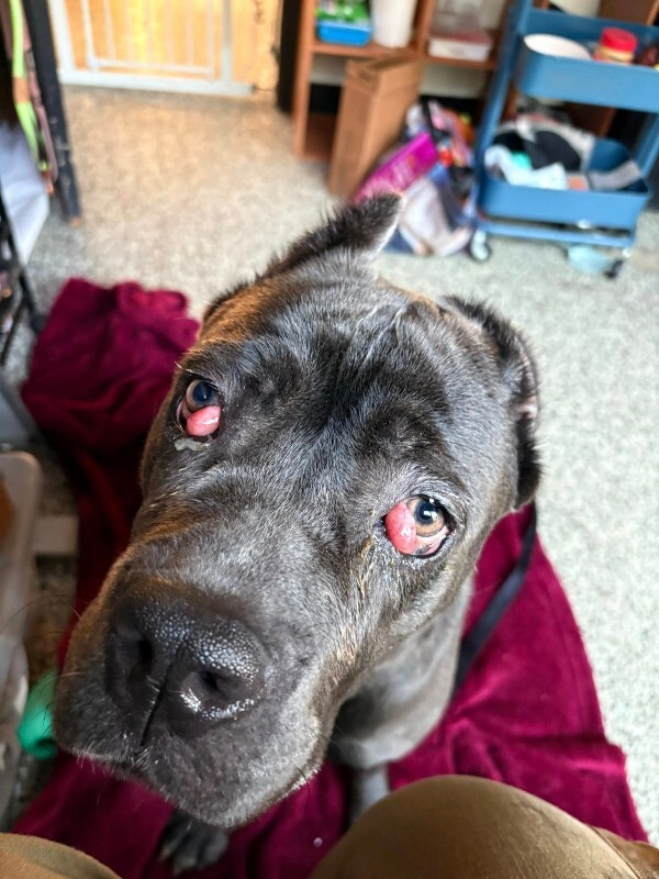 View Dobbins the Dog Photo #5