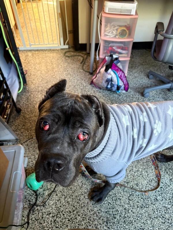 View Dobbins the Dog Photo #9