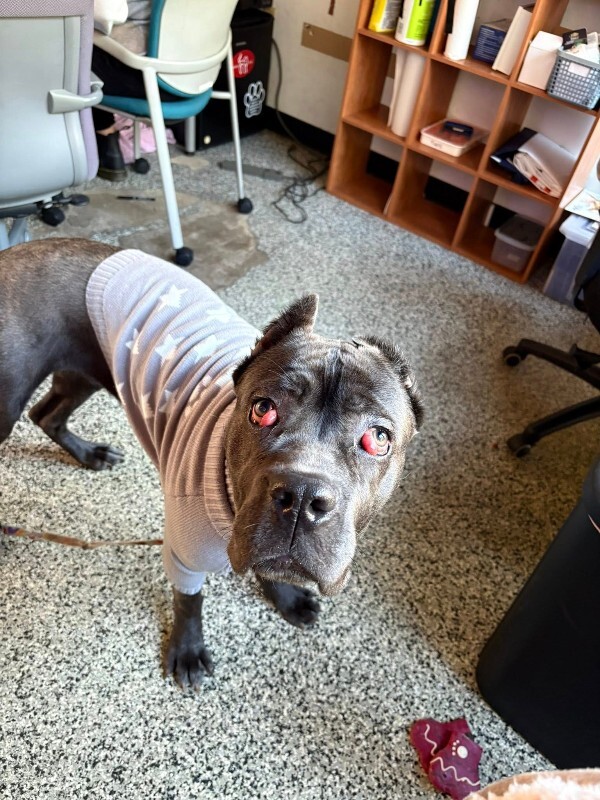 View Dobbins the Dog Photo #8