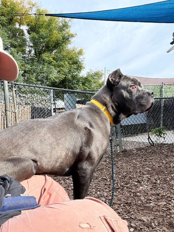 View Dobbins the Dog Photo #3