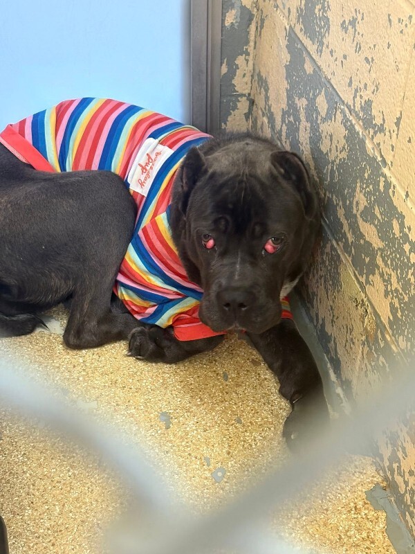 View Dobbins the Dog Photo #7