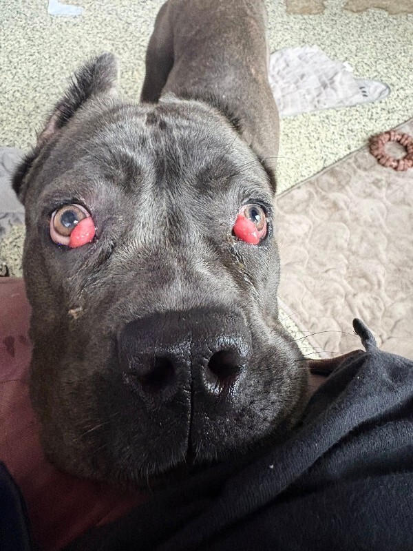 View Dobbins the Dog Photo #6