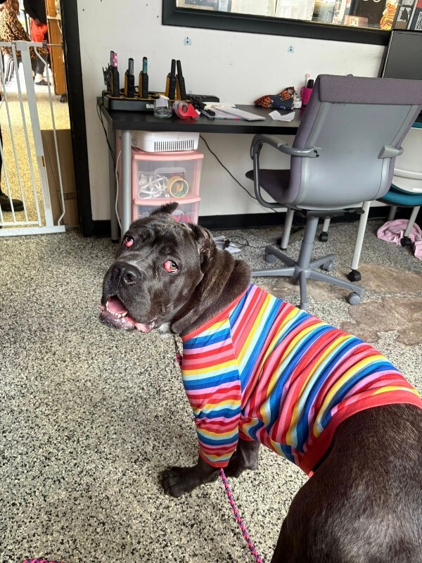 View Dobbins the Dog Photo #2