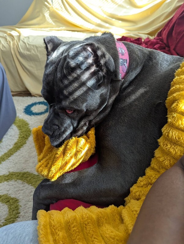 View Dobbins the Dog Photo #15