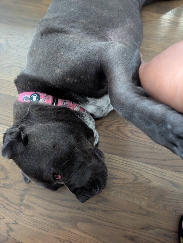 View Dobbins the Dog Photo #13