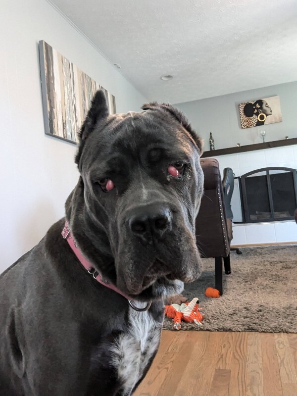 View Dobbins the Dog Photo #14