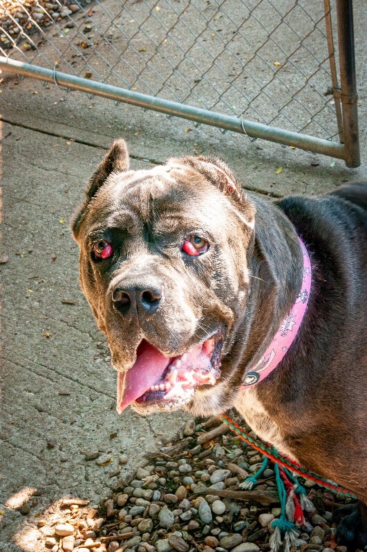 Learn More About Dobbins Dobbins - Dog