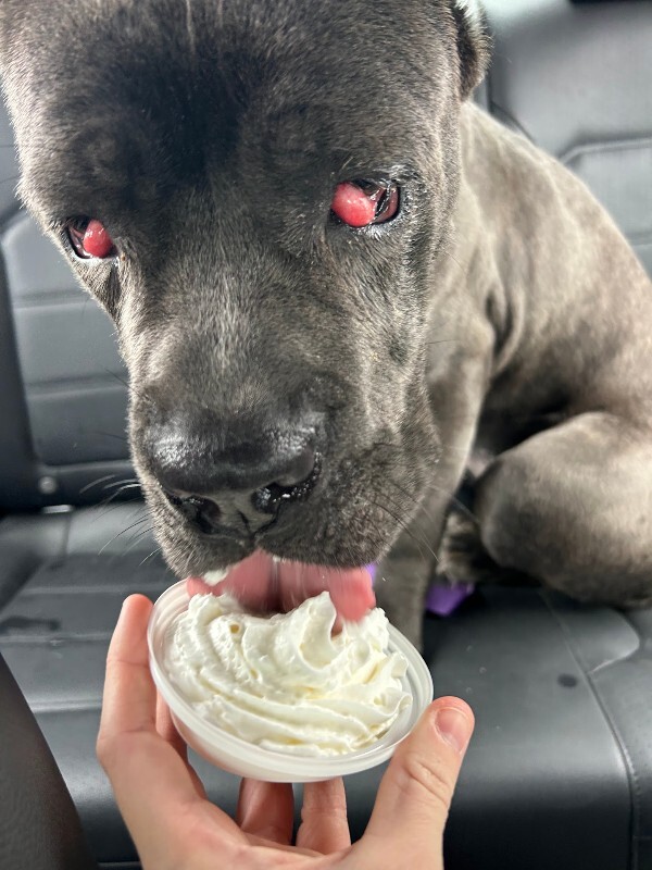 View Dobbins the Dog Photo #11