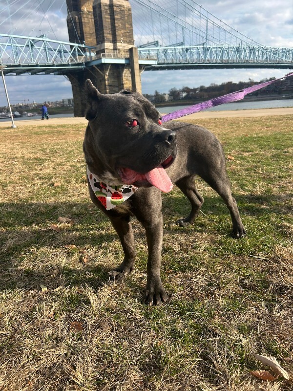 View Dobbins the Dog Photo #13