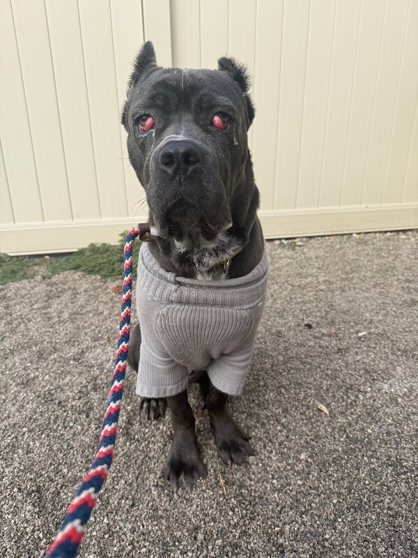 View Dobbins the Dog Photo #4