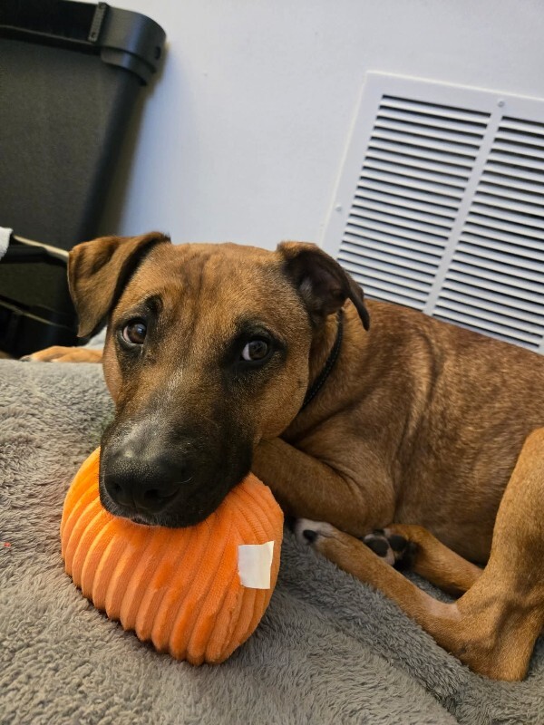 View Pocus the Dog Photo #3