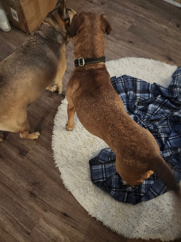 View Pocus the Dog Photo #11