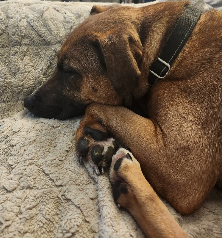 View Pocus the Dog Photo #13