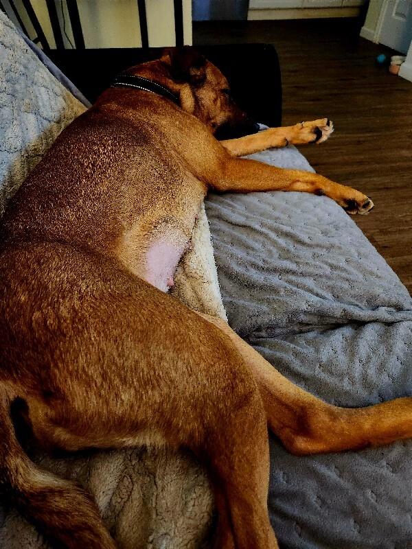 View Pocus the Dog Photo #12