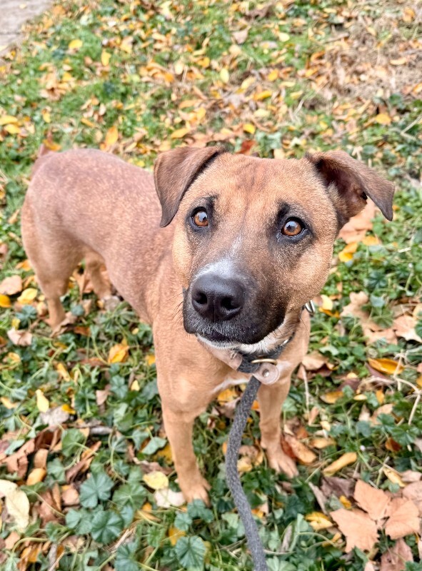 View Pocus the Dog Photo #4