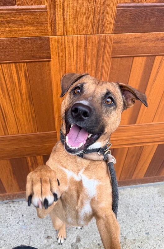 View Pocus the Dog Photo #8