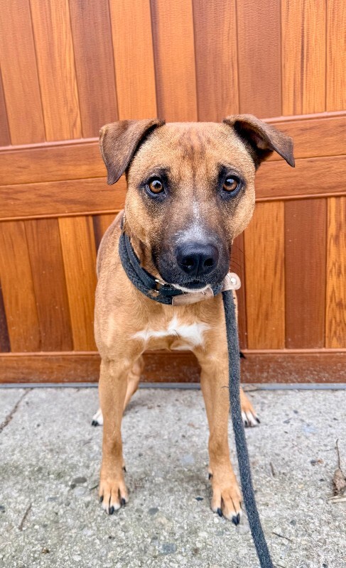 View Pocus the Dog Photo #7