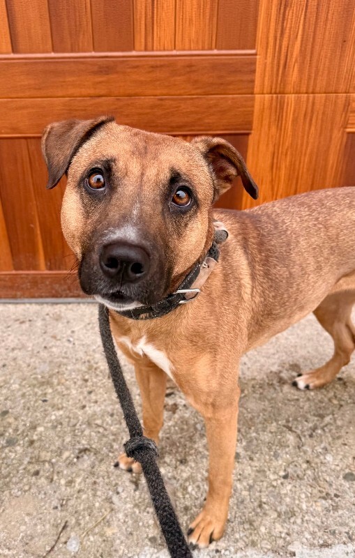 View Pocus the Dog Photo #5