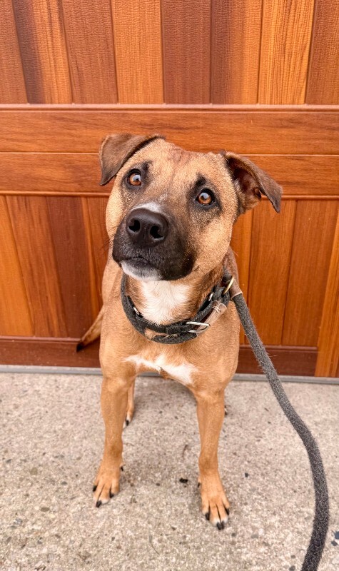 View Pocus the Dog Photo #9