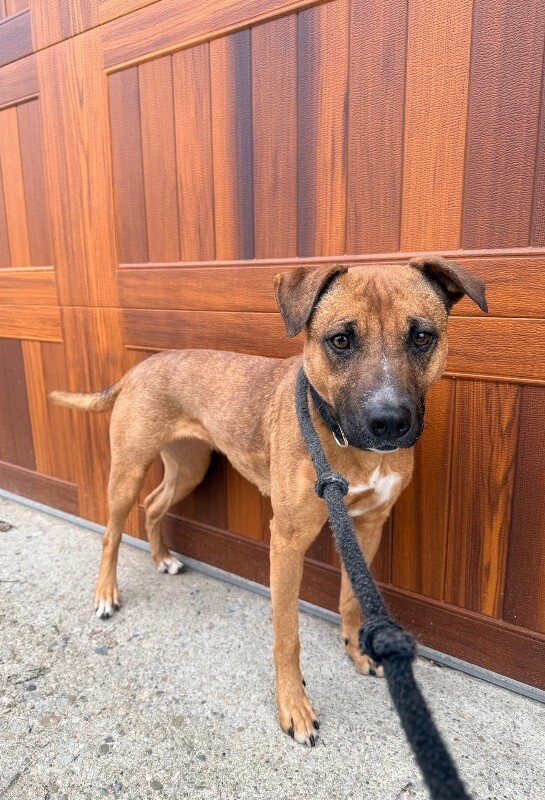 View Pocus the Dog Photo #6