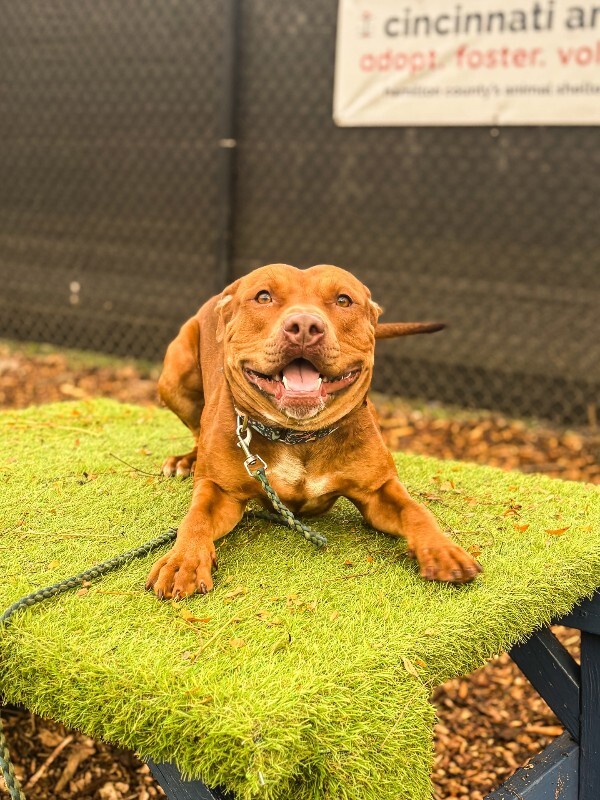 View Beanie the Dog Photo #3