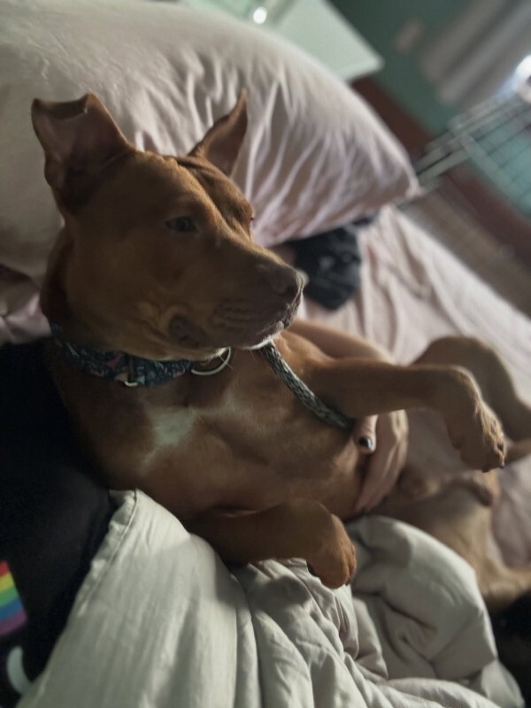 View Beanie the Dog Photo #4