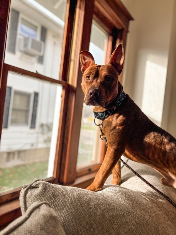 View Beanie the Dog Photo #7