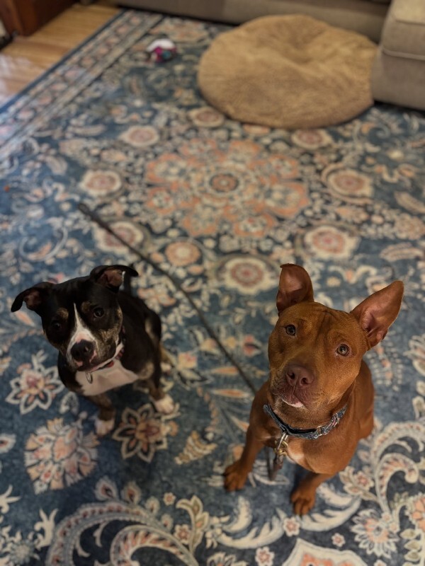 View Beanie the Dog Photo #6