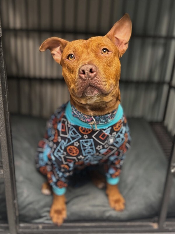 View Beanie the Dog Photo #5