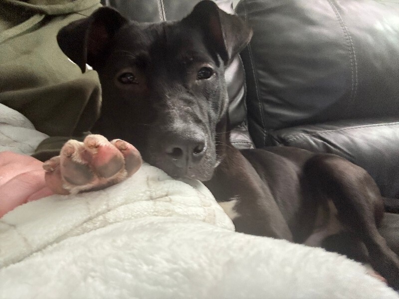 View Myers the Dog Photo #7