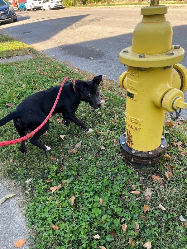 View Myers the Dog Photo #5