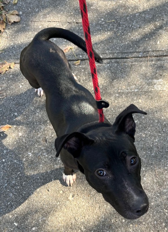 View Myers the Dog Photo #4