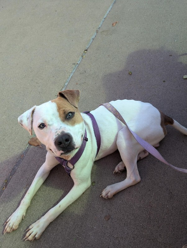 View Gust the Dog Photo #11